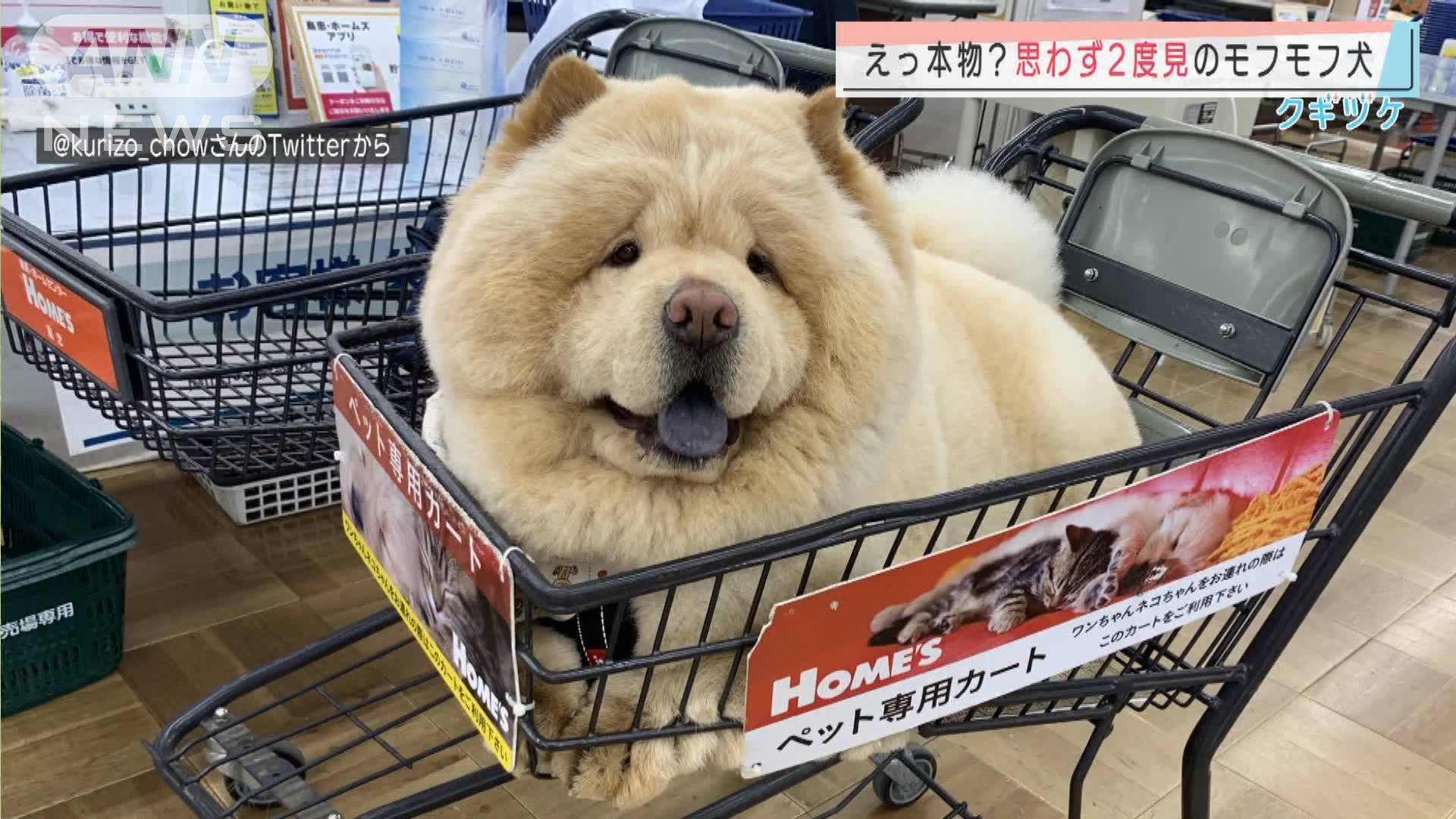 Maverick モフモフ犬 T Co Kl7mga4ggd Twitter