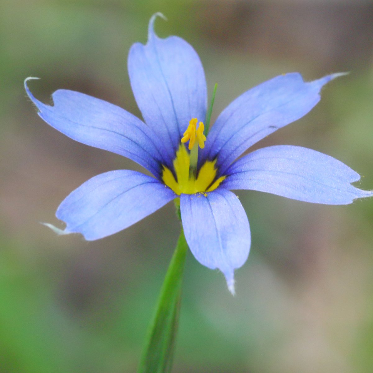 たけし 小さく可愛いお花ですが 名前が分かりません 花の名前がわからない