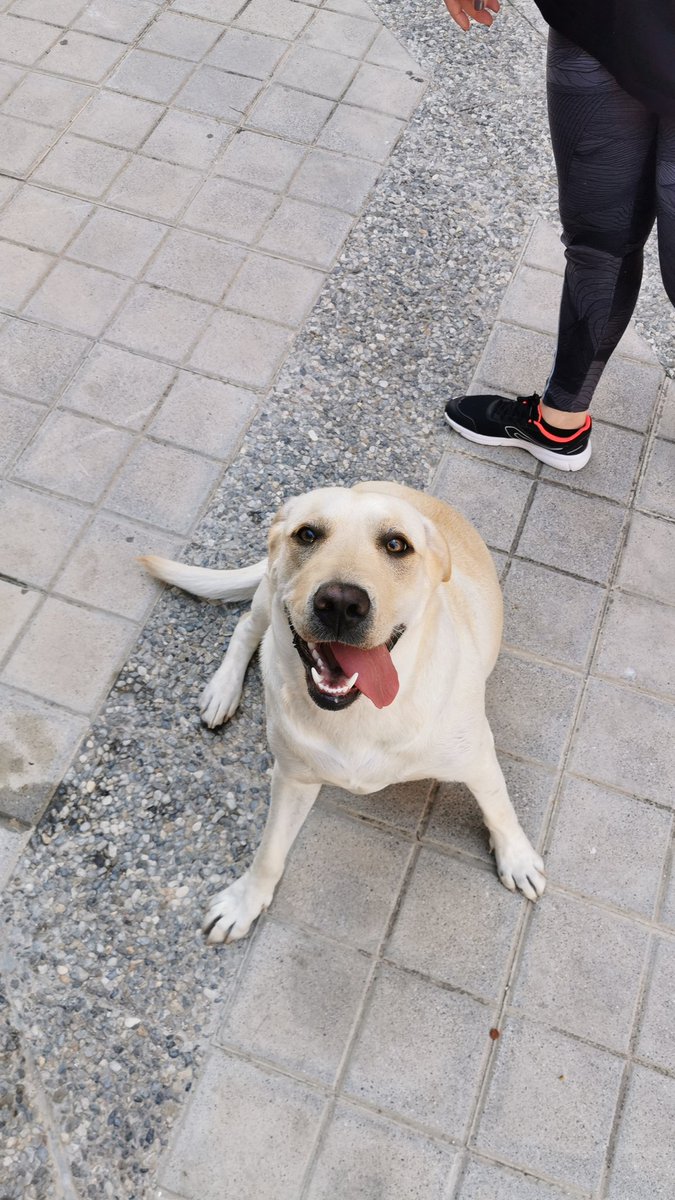 Encontrada una perra en la calle en Motril.
Si alguien la reconoce que me diga por fa.