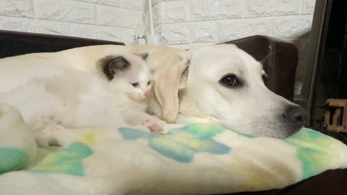 K2 ケーツー 愛犬ベルと保護猫スノー 犬猫の親子関係 動画 T Co Legdcy85nw ラブラドールレトリバー ラブラドールのいる暮らし ラブラドール大好き 愛犬との暮らし 愛犬のいる生活 愛犬との時間 保護猫 保護猫と暮らす 保護猫を