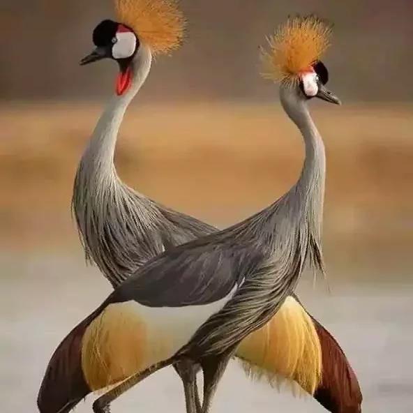 FlashNash6's tweet image. Hullo anyone to help me