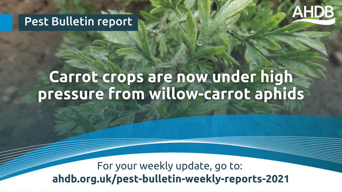 The latest Pest Bulletin showed that carrot crops are now under high pressure from willow-carrot aphids.

You can read the full summary and reports here: 
ahdb.org.uk/pest-bulletin-…