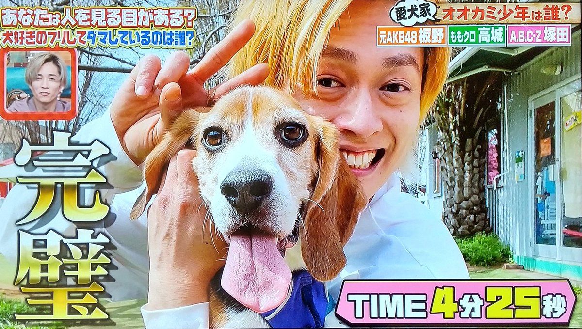 もみちゃま ウイン君立派なタレント犬だね 塚ちゃんもウイン君もかわいい オオカミ少年 塚田僚一 T Co Kc7c5yxyj9 Twitter