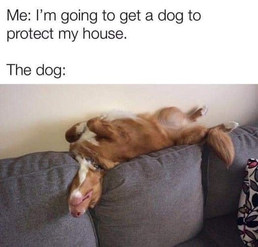 Yes, this is true. #security #dogs #nappingonthejob