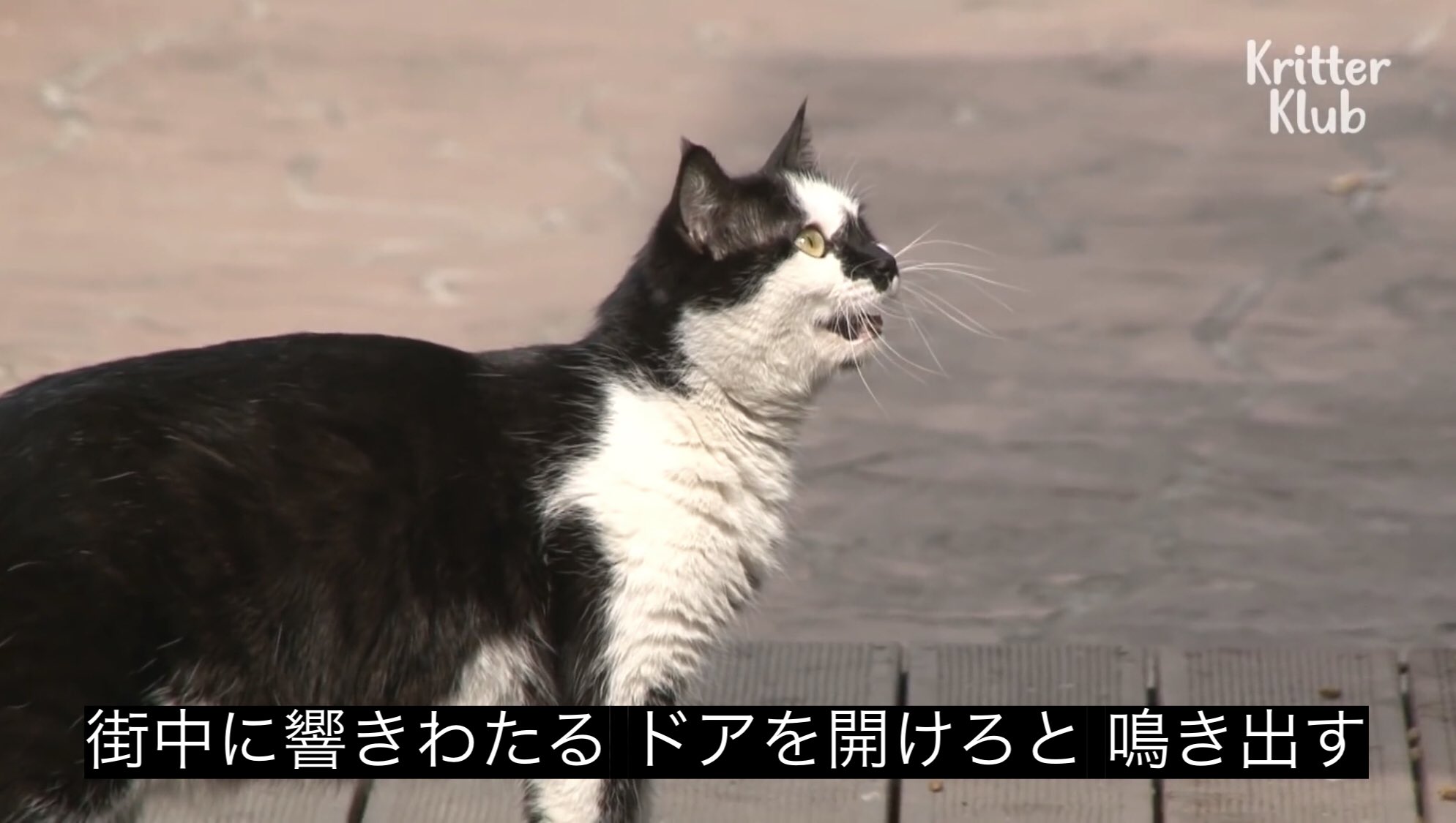 どうぶつ動画字幕bot 街中に響きわたる ドアを開けろと 鳴き出す T Co Gplfpppwfg Twitter