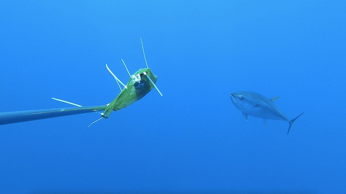 Francesco Ferretti tweet media