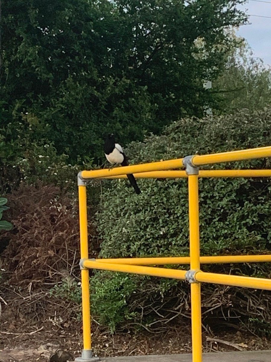 I see you Mr.Magpie 👁