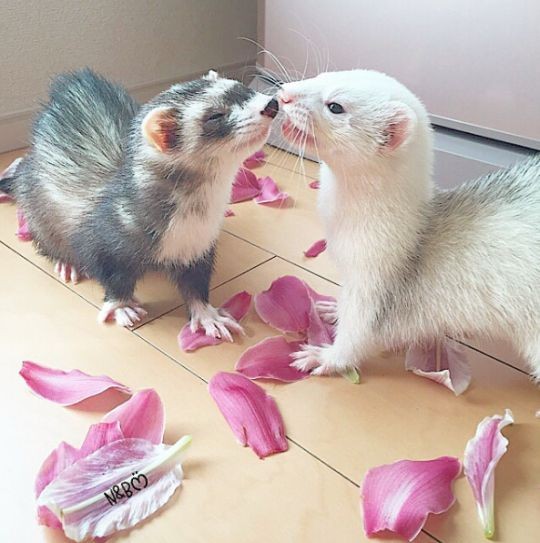 vi_vx_'s tweet photo. wiexej fretkuw https://t.co/Y3IRJMYpHe