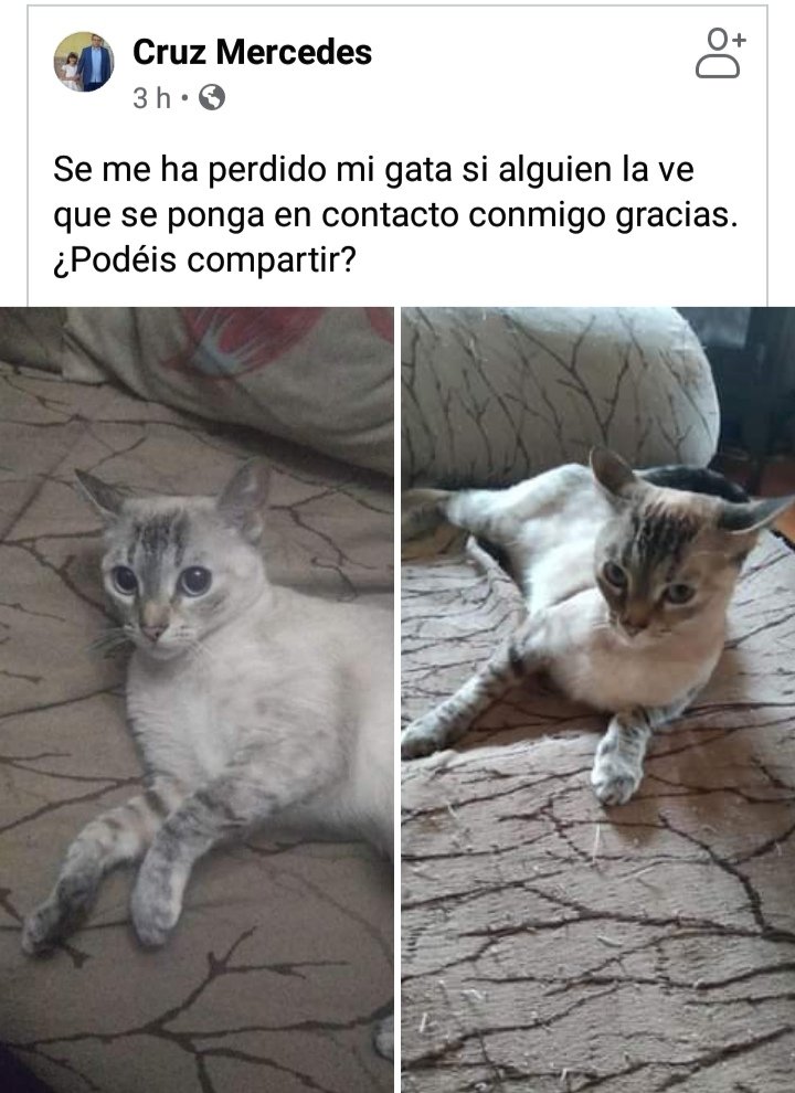 ValientesAsoc's tweet photo. PERDIDA EN VILLANUEVA DE ALGAIDAS
Por favor, si la ves, llama al 952743170 https://t.co/Erh0dGtdOh