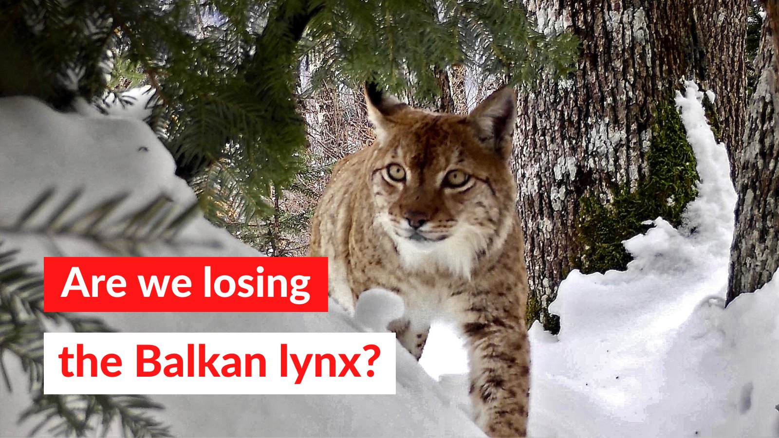 Balkan cat