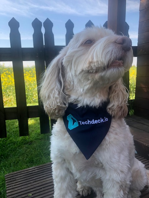 Techdeck_io's tweet photo. Thank you to @Zukiestyle for Buster's brilliant branded bandana! He is looking so proud to be wearing it 🐶😎 #brandedmerchandise #bandana #dogslife #thankyou #branding #poser #DogsofTwittter  #officedog #cockapoo #cockerpoosoftwitter https://t.co/eBsgSFOdiX