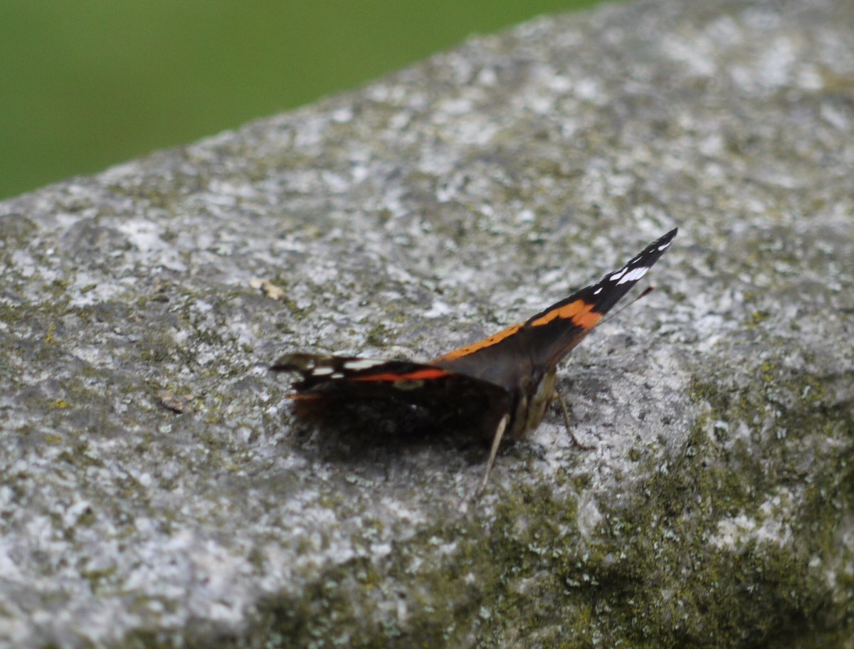 stbartsOW's tweet photo. More spots from the churchyard https://t.co/Gh3xxBfgJ8