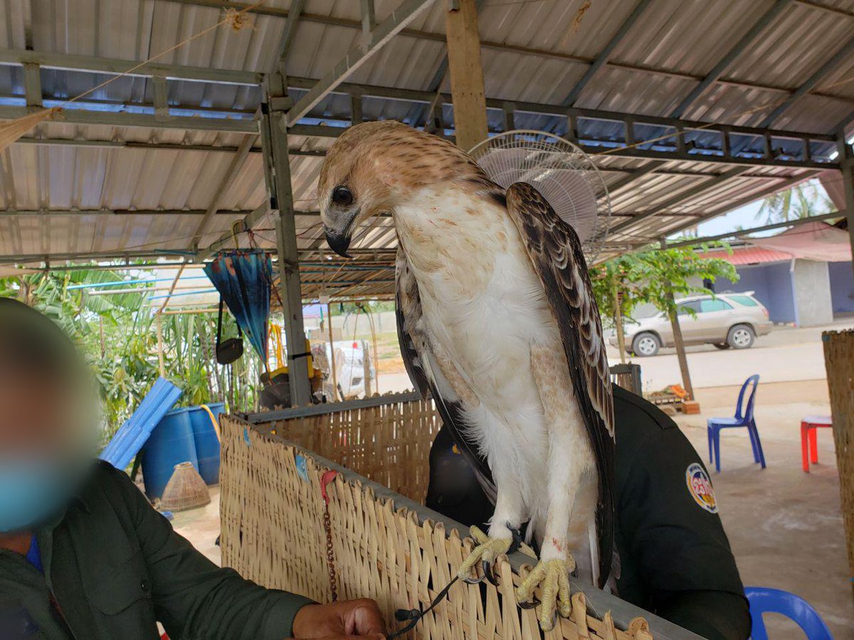 dr_suwanna's tweet photo. #animalrescue Last month, this Changeable hawk eagle was rescued from a man who was keeping it as a pet in Kampot province. The bird is now at Phnom Tamao Wildlife Rescue Centre. In time, it will be released into protected habitat as possible.
#birds #raptor #iamnotapet #notapet https://t.co/alDUnYDuk4