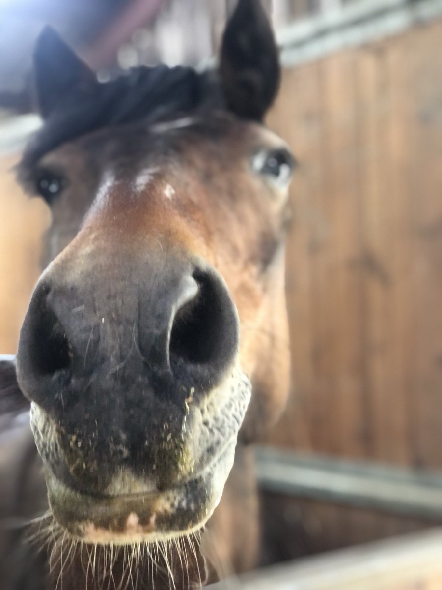 Days off with this beauty ❤️🐴👑