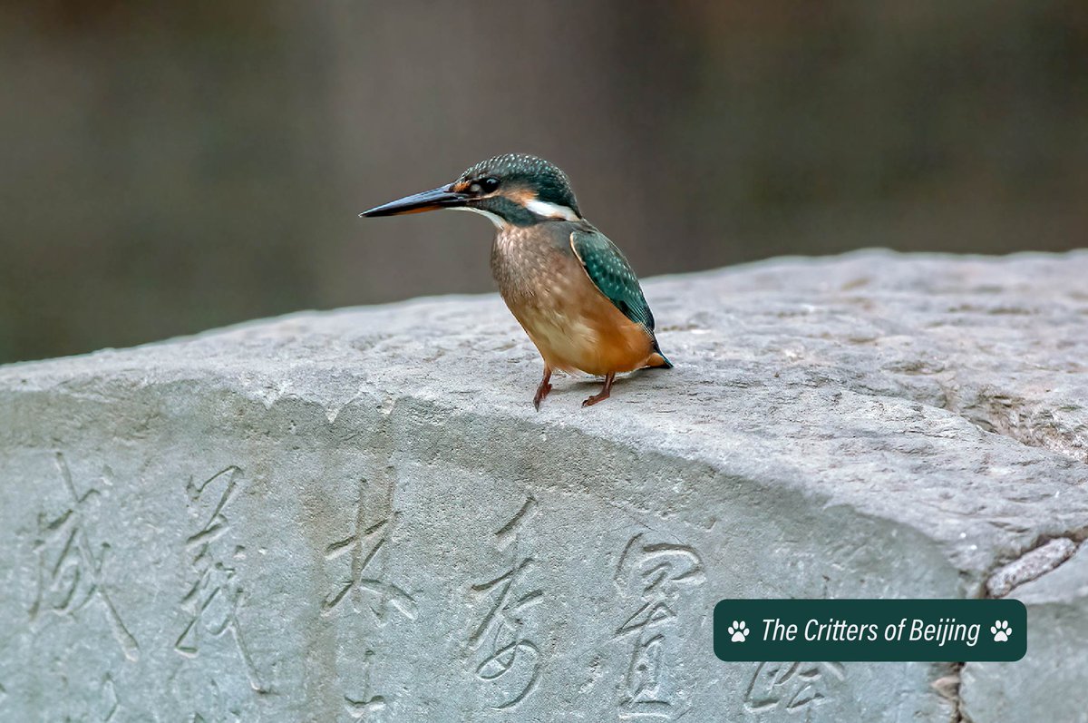 VisitBeijingcn's tweet photo. One of the more colorful denizens of Beijing's Old Summer Palace is the common kingfisher. This colorful sparrow-sized bird perches on branches above the park’s many waterways waiting for its next meal.
📷 Yi Nuo
#beijingcritters #birdsofbeijing #VisitBeijing https://t.co/VIO2umzkpu