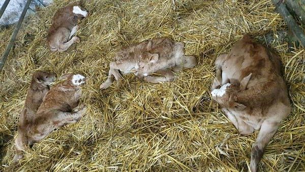 OfficialFarmgod's tweet photo. #Cow defies odds and gives birth to five #calves in big shock to cattle #farmers. 
Czech Repulic. https://t.co/9ilgr6sdM8