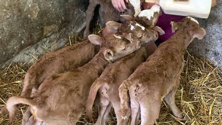 OfficialFarmgod's tweet photo. #Cow defies odds and gives birth to five #calves in big shock to cattle #farmers. 
Czech Repulic. https://t.co/9ilgr6sdM8