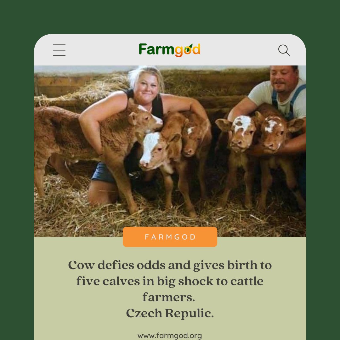 OfficialFarmgod's tweet photo. #Cow defies odds and gives birth to five #calves in big shock to cattle #farmers. 
Czech Repulic. https://t.co/9ilgr6sdM8