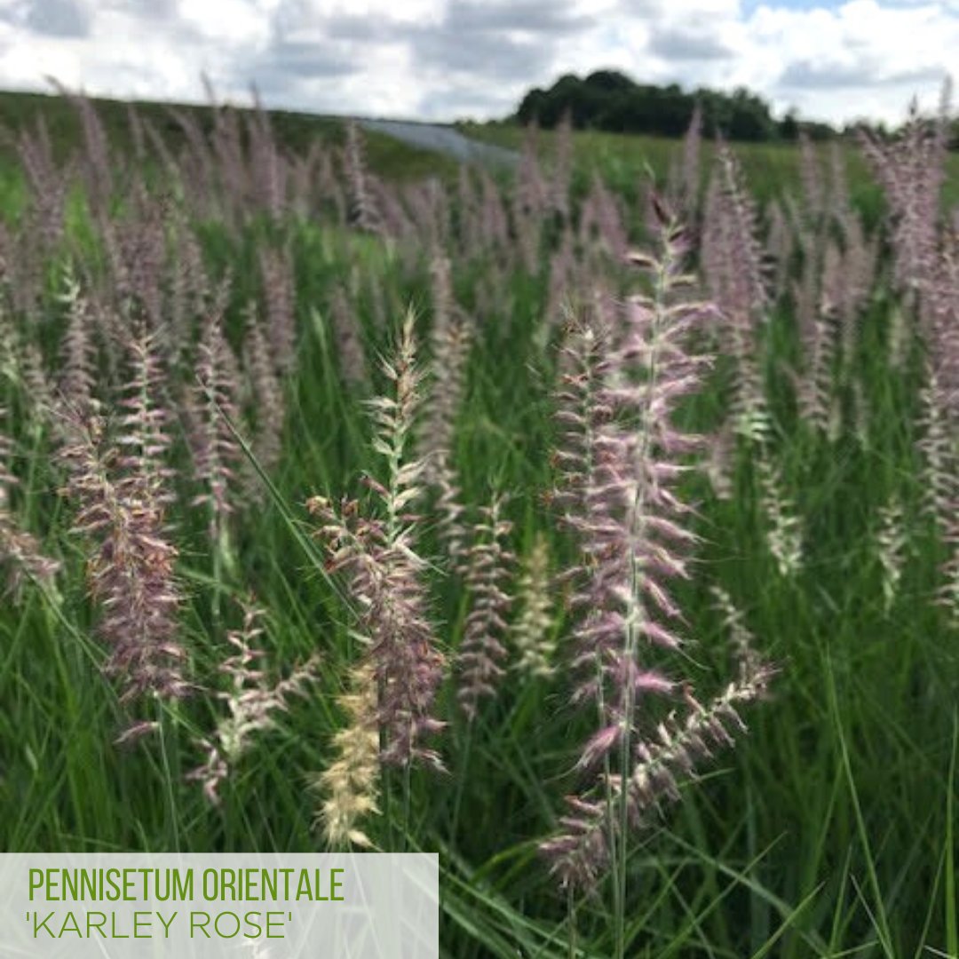 PanoramicFarm's tweet photo. Here's a sneak peak at the gorgeous colors and textures in this week's crop photos! Which is your favorite? https://t.co/dUT81KKkwg