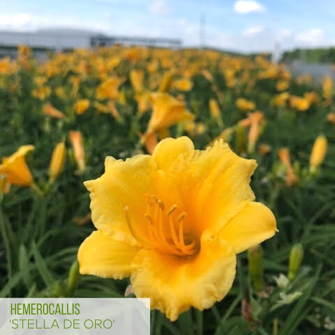 PanoramicFarm's tweet photo. Here's a sneak peak at the gorgeous colors and textures in this week's crop photos! Which is your favorite? https://t.co/dUT81KKkwg