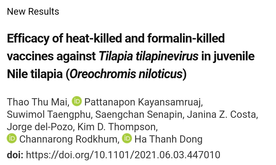 hadongaqua's tweet photo. Fish also need vaccine like us! Many thank IVVN for supporting this collaborative project @IntVetVaccNet https://t.co/dUSc9l8vlf