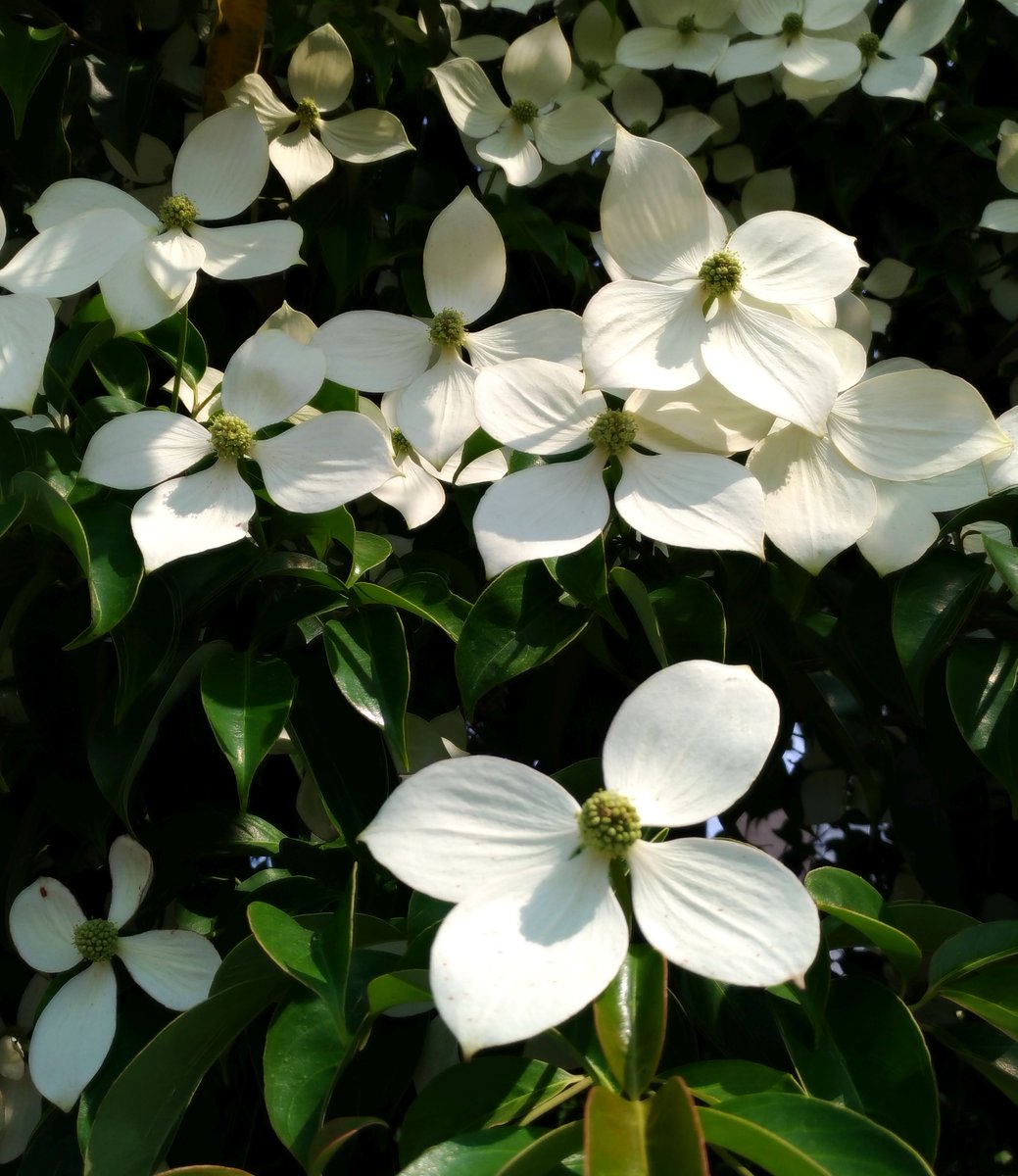 こころんグリーン 道路脇にヤマボウシが咲いていました 灰白色の花がたくさん開いています 遠くから見ても とても目立つ樹木です ヤマボウシ 灰白色の花 樹木 初夏の花 初夏 園芸品種 園芸 ガーデニング 上益城郡益城町 熊本 T Co