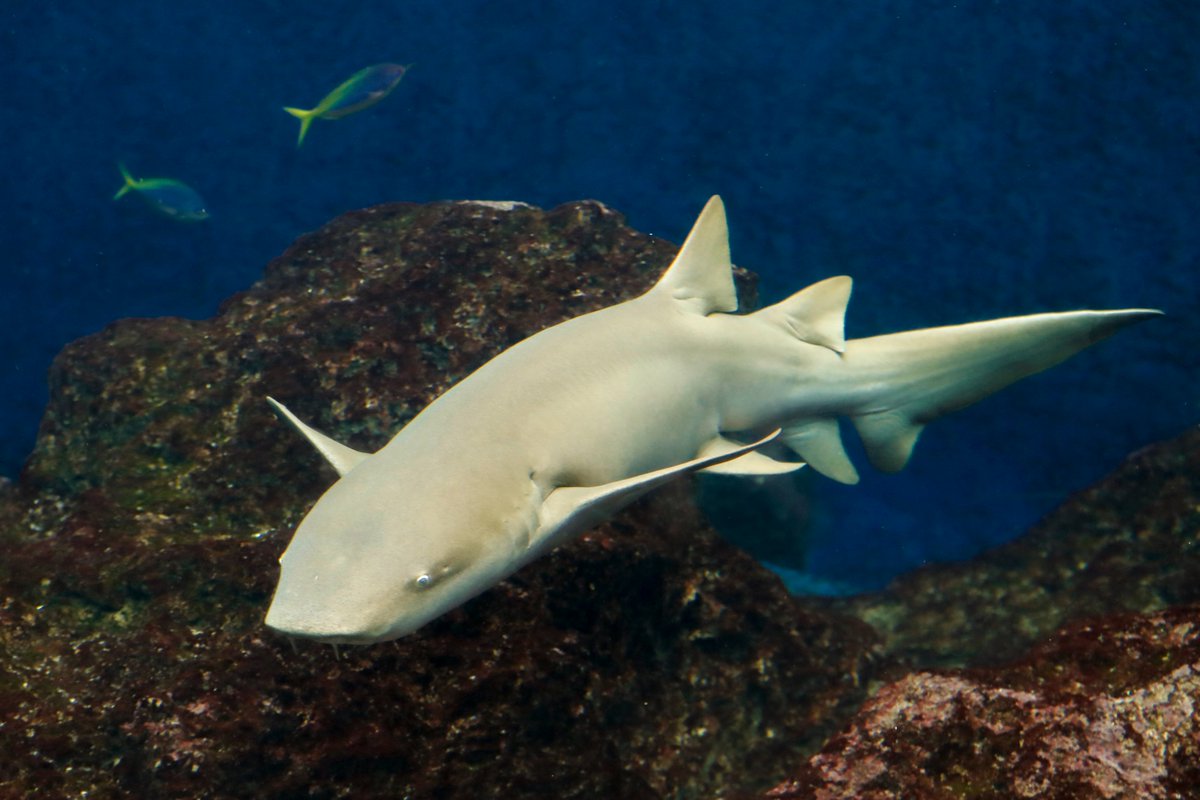 鴨川シーワールド 公式 Auf Twitter サメっぽくないまるっこいフォルムがかわいいオオテンジクザメ 夜行性のサメなので 普段はエサの時間以外はおとなしく プールの底に横たわっていることが多いのですが 先日は岩の上でおやすみしていました 気分転換でしょ