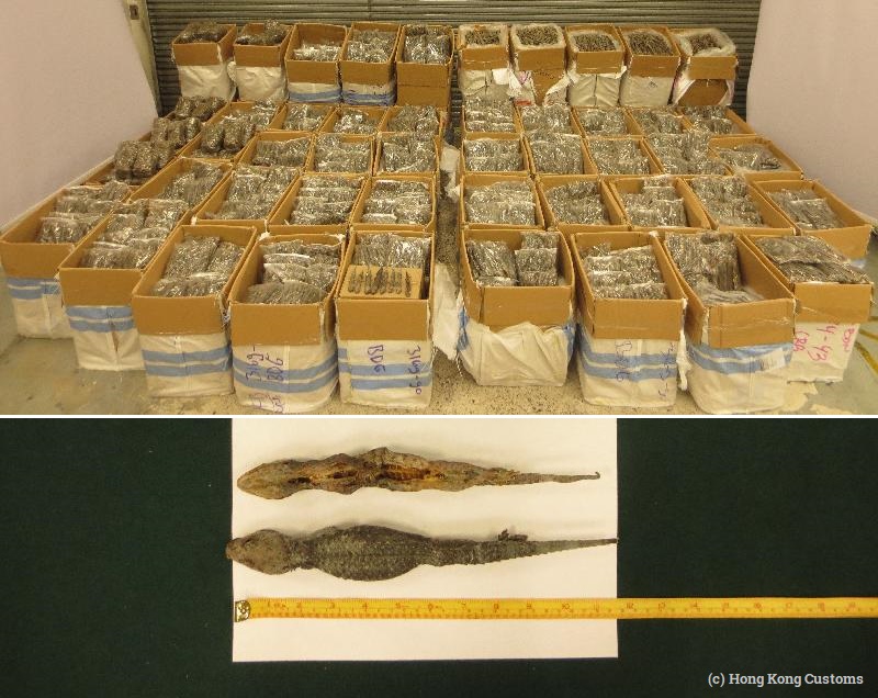 EIA_News's tweet photo. Another day, another huge seizure from the #illegalwildlifetrade as #HongKong Customs discovers more than 1.4 tonnes of dried #geckos

https://t.co/w8PbkYz5wD

#reptiles #lizards #Indonesia https://t.co/JvqdqC2VpW