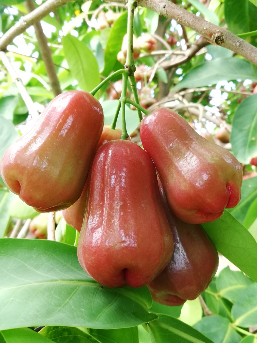 fertilizerpluS's tweet photo. Where there was tin mining, now there's fruit!
These water cherries or rose apples grow wonderfully well on irrigated sandy soils of Kampar, #Malaysia.
But K & Mg deficiencies are common here.
Our #multinutrient #Polysulphate #fertilizer can make huge #positive difference. https://t.co/guwY488E6f