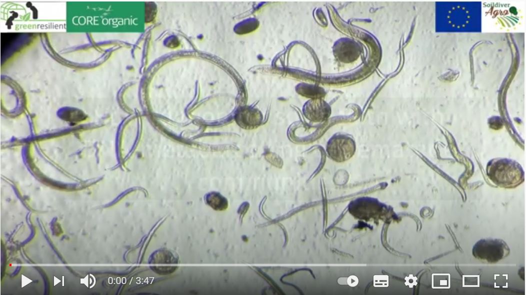 <a href="/green_resilient/">Greenresilient</a> creates this video explaining in a very easy way the characterising nematode communities using a molecular technique to assess their biodiversity and use this as an indicator of soil health. 
youtube.com/watch?v=akEt7x…
#nematode #moleculartechnique #biodiversity