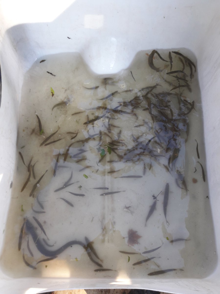 AHW_Wasserkraft's tweet photo. Heute bei der Fischaufstiegskontrolle
am #Wasserkraft werk an der Lahn
Es steigen Täglich 300-400 Tiere auf
#Barbe #Nase #Schneider #Rotauge #Hasel #Forelle #Ukelei #Flussbarsch #Döbel #Gründling #Aal ...
#Fischwege #Fischschutz funktionieren gut
#Erneuerbare #Klimaschutz https://t.co/ZfdgXb3iv5