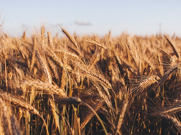 🌾Se l'agricoltura non riuscirà ad adattarsi meglio ai #cambiamenticlimatici, la produzione alimentare potrebbe ridursi del 10% a metà secolo e del 25% a fine secolo.
Lo studio di <a href="/BU_Tweets/">Boston University</a>, <a href="/CmccClimate/">Fondazione Cmcc</a> e Ca' Foscari
👉 bit.ly/CFnewsClimaAgr…