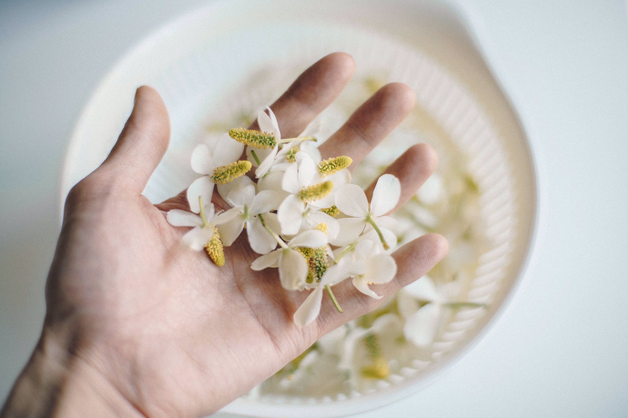 おばあちゃんの知恵袋は偉大 ドクダミの花を焼酎に付け込むとかゆみ止めになる 話題の画像プラス おばあちゃんの知恵袋は偉大 ドクダミの花を焼酎に付け込むとかゆみ止めになる 話題の画像プラス