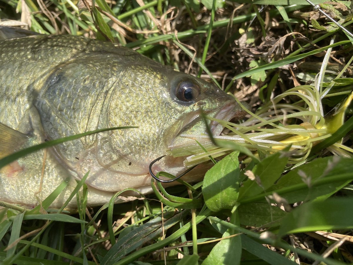 雷魚 חיפוש טוויטר 雷魚 חיפוש טוויטר