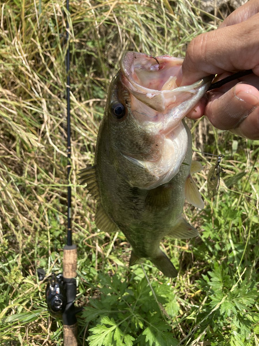 雷魚 חיפוש טוויטר 雷魚 חיפוש טוויטר