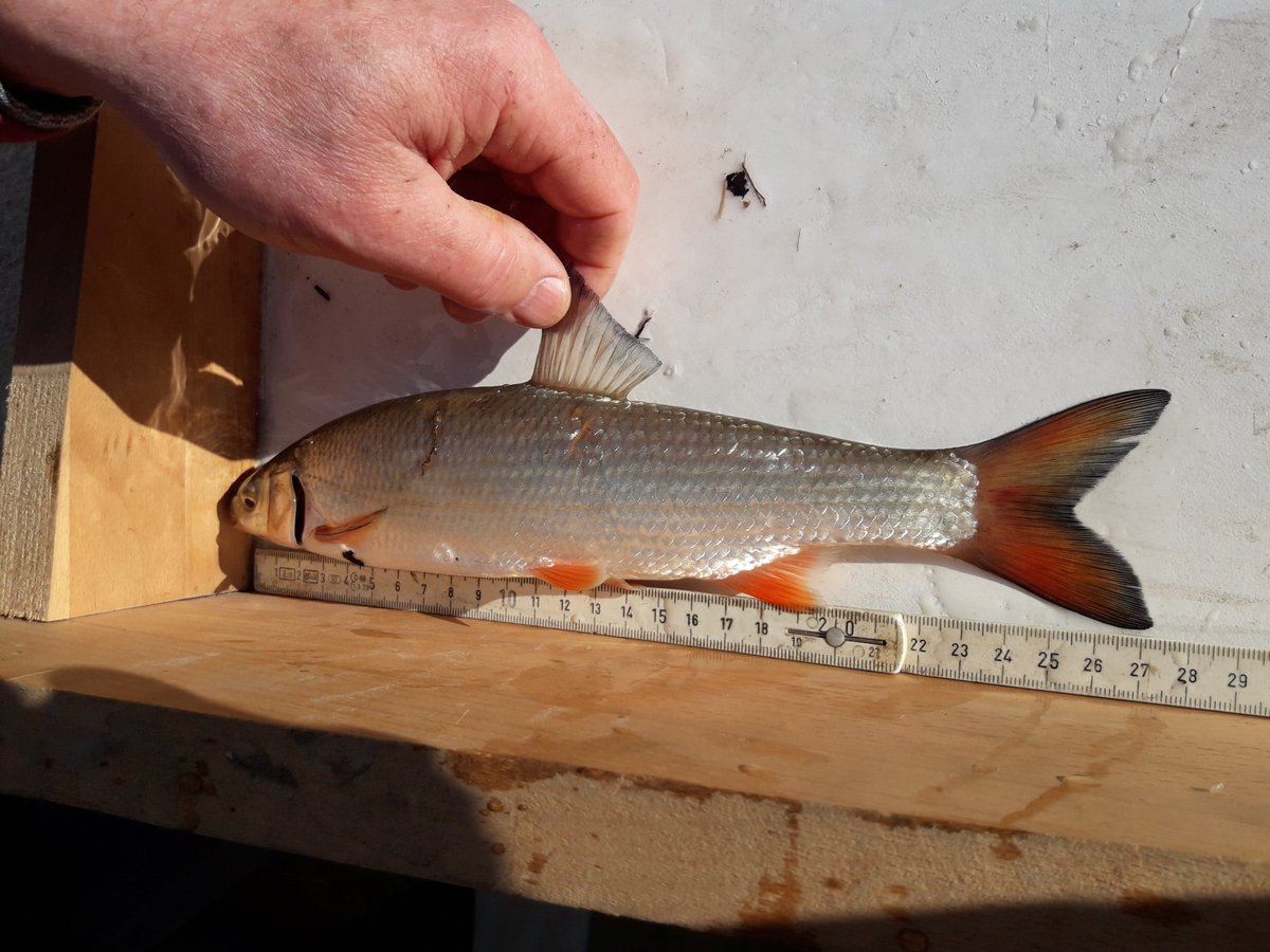 AHW_Wasserkraft's tweet photo. Heute bei der Fischaufstiegskontrolle
am #Wasserkraft werk an der Lahn
Es steigen Täglich 300-400 Tiere auf
#Barbe #Nase #Schneider #Rotauge #Hasel #Forelle #Ukelei #Flussbarsch #Döbel #Gründling #Aal ...
#Fischwege #Fischschutz funktionieren gut
#Erneuerbare #Klimaschutz https://t.co/ZfdgXb3iv5