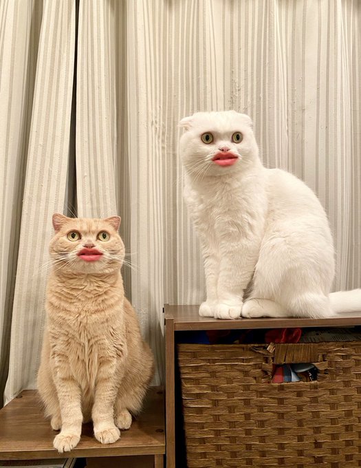 ホラー味あふれる猫に爆笑 悪夢みたいな加工フィルターに 声出して笑った うちの猫も使用済みw まいどなニュース