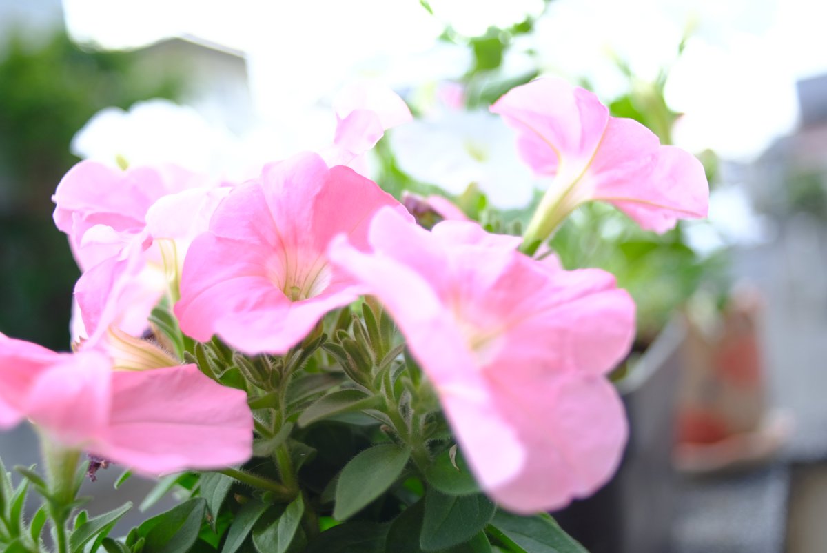 Lovewith9's tweet photo. 懲りずに買い物帰宅後に挑戦(/・ω・)/📷#fujifilm_xseries #xt2 #FD100F4Macro #cosina28mm にてお花の #Manualfocus #マクロ撮影 ピコピコ足で踏ん張って蚊との闘いに奮闘 #写真で伝えたい私の世界 #写真好きな人と繫がりたい #キリトリ世界 #オールドレンズ https://t.co/6LsIbBAHdp