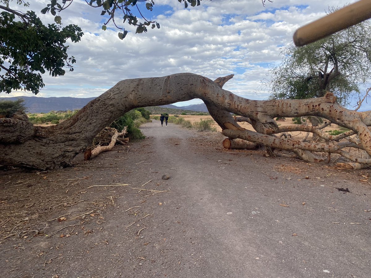 ProfKindeya's tweet photo. It took many years to rehabilitate the #environment in #Tigray! The aggressors @AbiyAhmedAli #Ethiopia &amp; Esayas #Eritrea are ruthlessly destroying it. Many cases where those forces are damaging SWC structures, cutting trees, unripe fruits,  etc! For them, all in Tigray is enemy! https://t.co/6dJUGADcAS