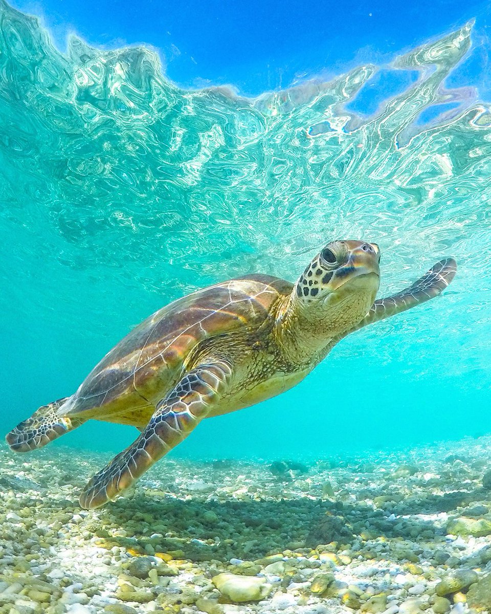 Today is World Sea Turtle Day🐢With 8 million tonnes of plastic dumped in our oceans every year, these beautiful creatures are under huge threat. Did you know? Turtle shells are made of over 50 bones fused together - so they're literally wearing their bones on the outside!
