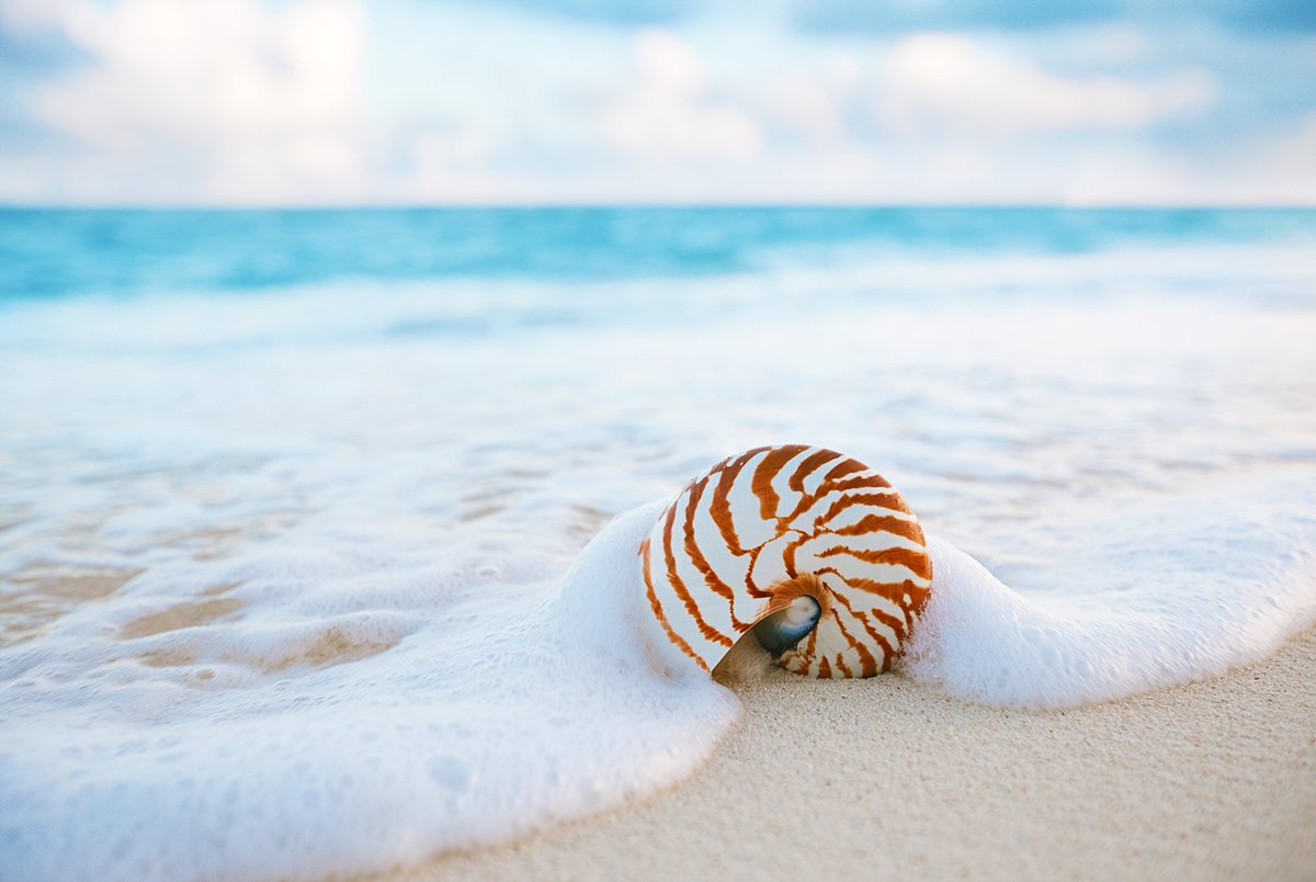 ‘A seashell is never empty. It’s filled with many things. It holds the sound of crashing waves and songs that mermaids sing.’ 💙🐚
Happy Tuesday to everyone! #inisenergyofthesea