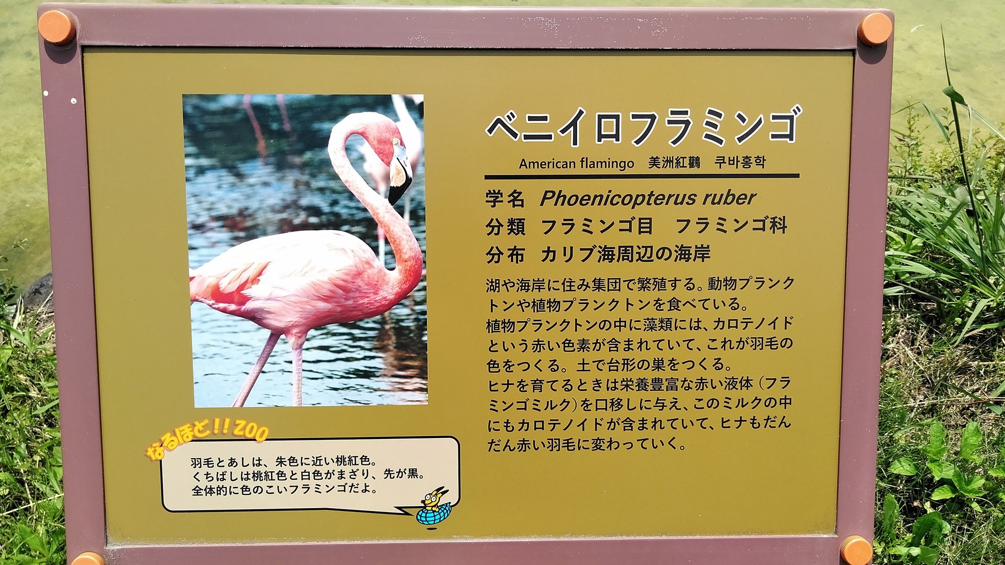 Shou フラミンゴ三種類 んー やっぱ俺的には白色がしっくり来るかな 東武動物公園 T Co Y69igj2sur Twitter