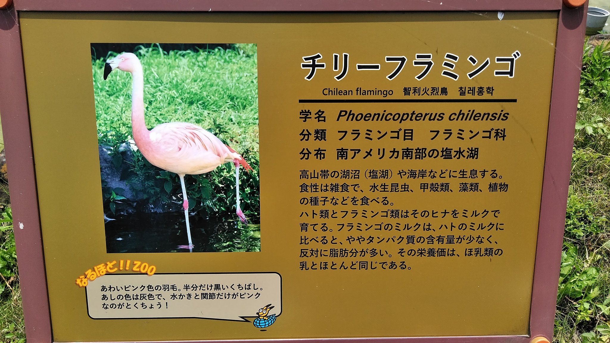 Shou フラミンゴ三種類 んー やっぱ俺的には白色がしっくり来るかな 東武動物公園 T Co Y69igj2sur Twitter