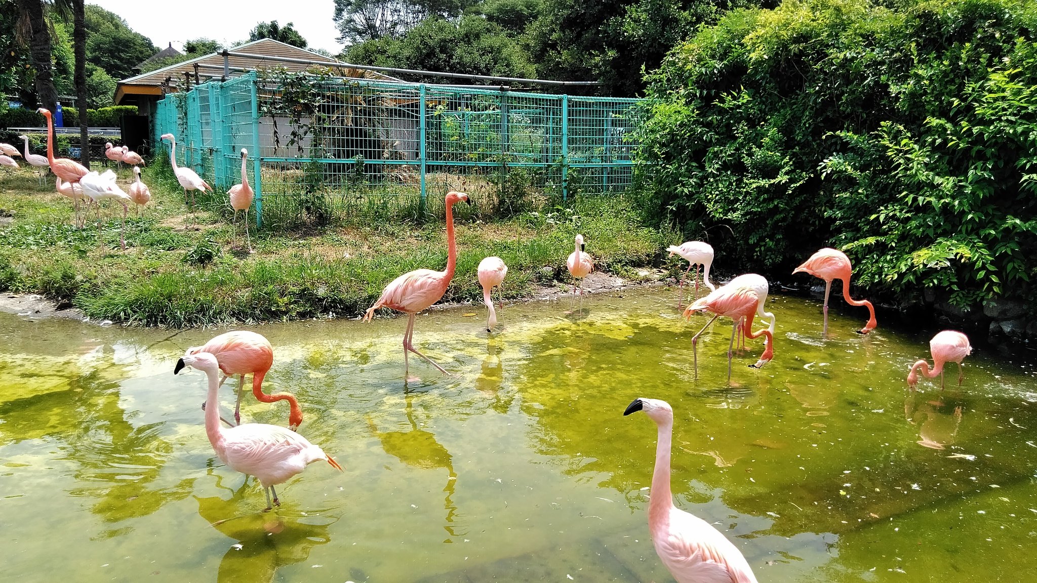 Shou フラミンゴ三種類 んー やっぱ俺的には白色がしっくり来るかな 東武動物公園 T Co Y69igj2sur Twitter