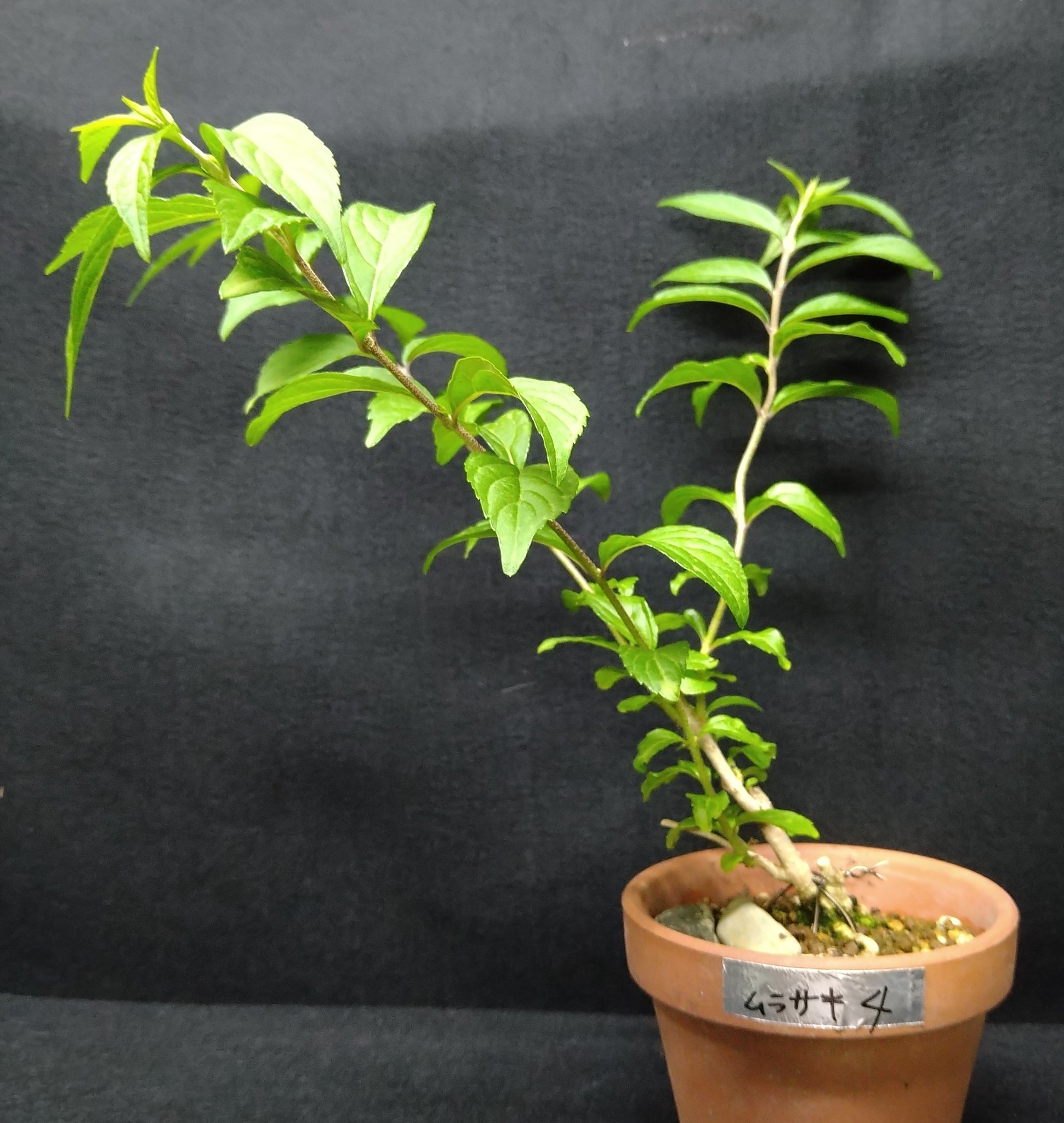 くね松 紫式部の挿し木素材 捨て枝を剪定して芯を立て替えた 針金でかなりポキポキに曲げた 明日見るのが怖い T Co Stzfs2jgkt Twitter