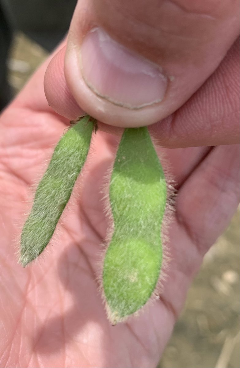I feel some big yields coming on... checkout these beautiful <a href="/Asgrow_DEKALB/">DEKALB Asgrow Seed</a> <a href="/DKAS_SIN_KY/">DEKALB Asgrow SIN/KY</a> 35XF1s in Whitesville, KY already setting pods, 11-12 nodes on the main stem, and planted March 9th 👀💪🏻 #beautifulbeanfootage