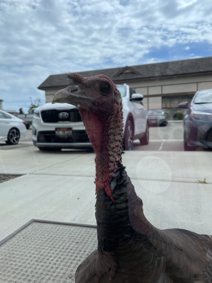 JayCasavant's tweet photo. Per my daughter owner of ⁦@SixOneSixVision
⁩ “Meet Doug. Our office turkey. We now feed her and leave her out a water bowl. Apparently this is what happens when you leave your team alone for a week” #Dougenvy #strategy ⁦@UliStewart⁩ https://t.co/flwVArA9ah