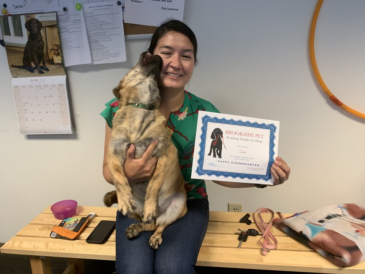 brooksidepet's tweet image. Love bug Zusi and family have done a fabulous job, both in Puppy Start Right and Puppy Kindergarten.  They are moving back to Ohio, we will miss them!!