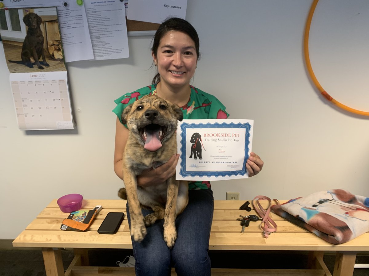 brooksidepet's tweet image. Love bug Zusi and family have done a fabulous job, both in Puppy Start Right and Puppy Kindergarten.  They are moving back to Ohio, we will miss them!!