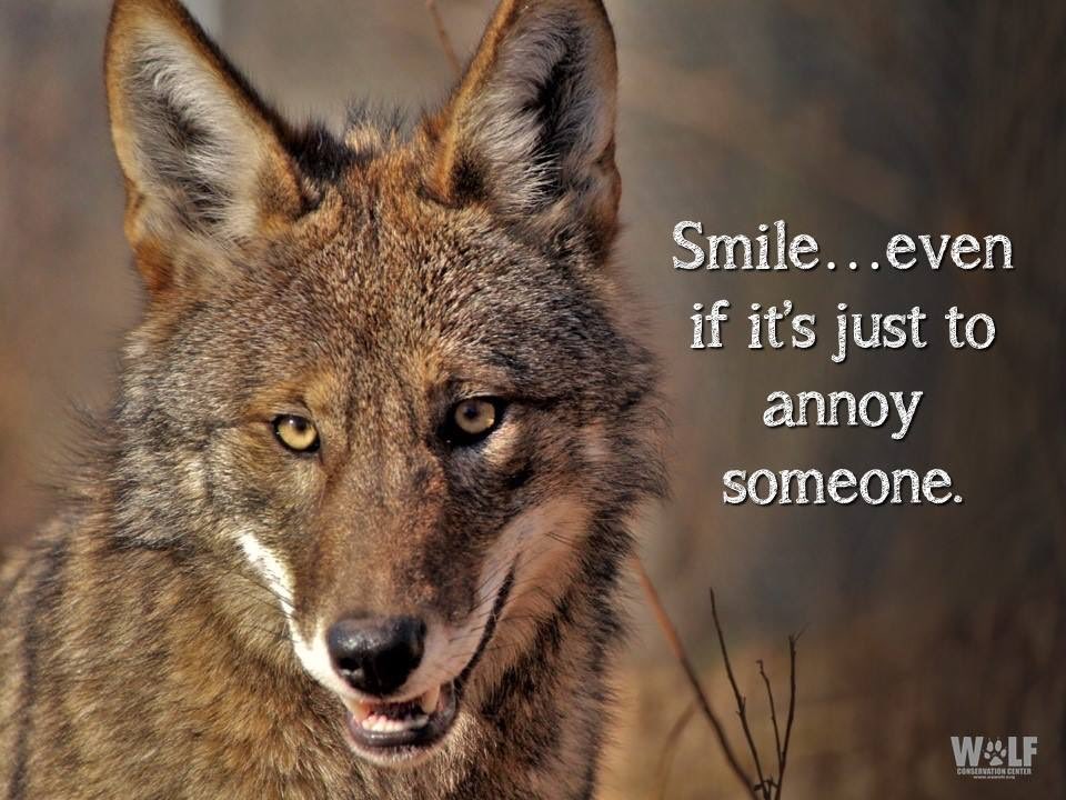 TxStarCat's tweet photo. ๐ Hello Friday! ๐บโฅ๏ธ #SaveRedWolves #ESAworks #smile #Friday https://t.co/Nvr0UVEtVg